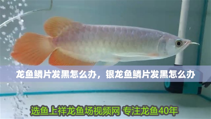 龍魚鱗片發黑怎么辦，銀龍魚鱗片發黑怎么辦