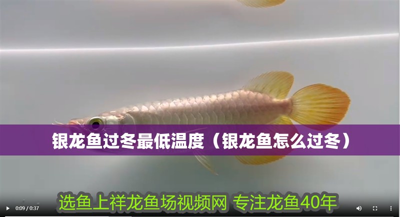 銀龍魚過冬最低溫度（銀龍魚怎么過冬）