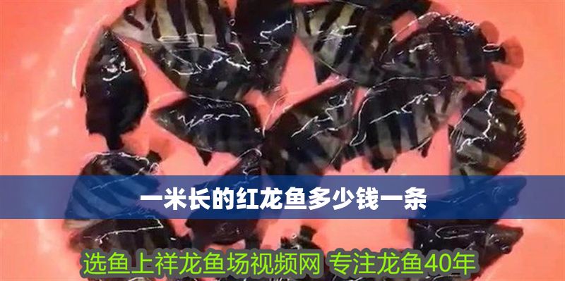 一米長的紅龍魚多少錢一條