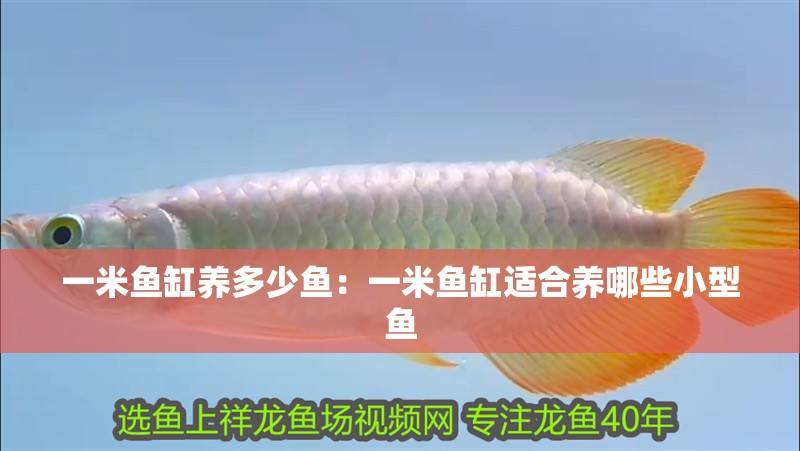 一米魚缸養多少魚：一米魚缸適合養哪些小型魚