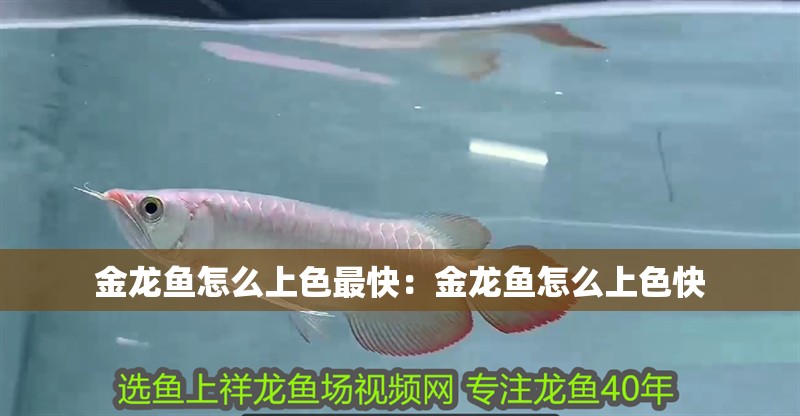 金龍魚怎么上色最快：金龍魚怎么上色快