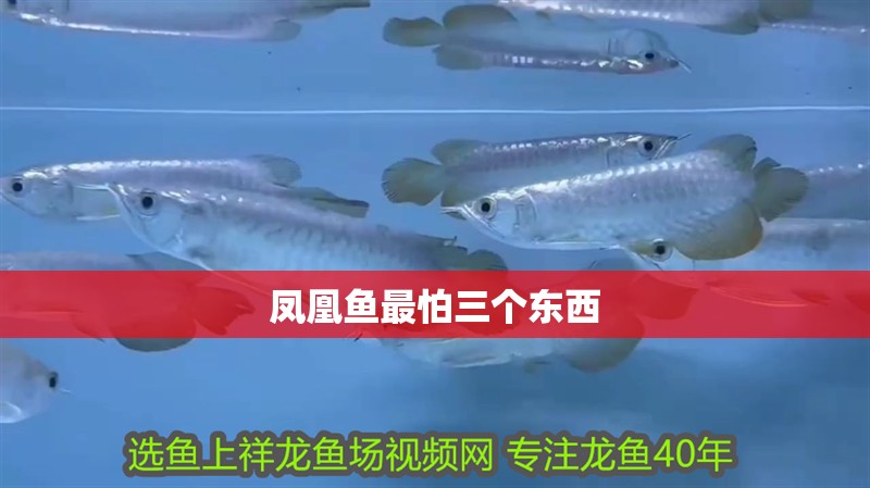 鳳凰魚最怕三個東西