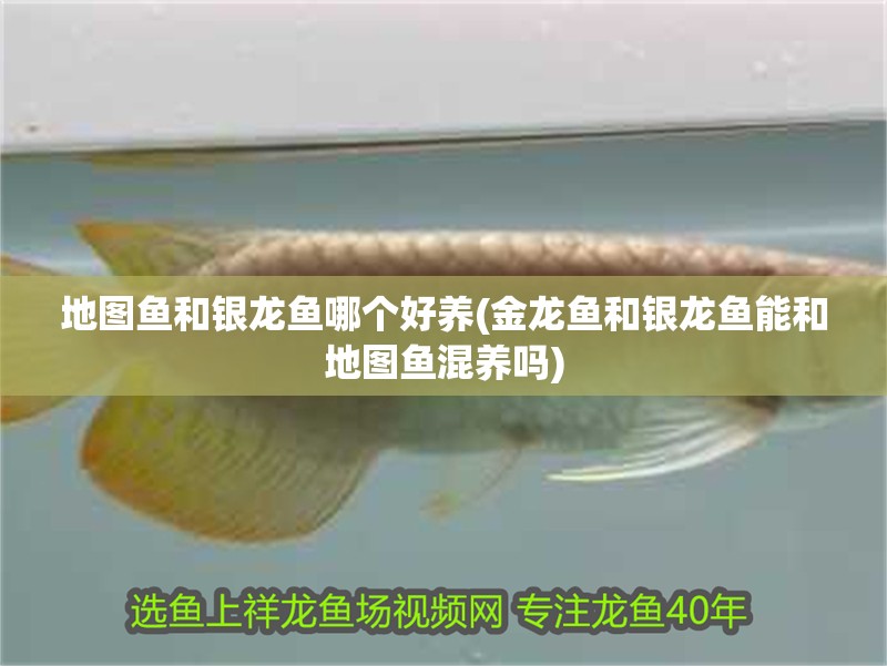 地圖魚和銀龍魚哪個好養(金龍魚和銀龍魚能和地圖魚混養嗎)