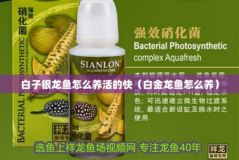 龍魚干蝦有營養嗎 白子銀龍魚怎么養活的快(白金龍魚怎么養) 銀龍魚百科 白子銀龍魚怎么養活的快(白金龍魚怎么養) 白子銀龍魚怎么養活的快(白金龍魚怎么養) 銀龍魚百科