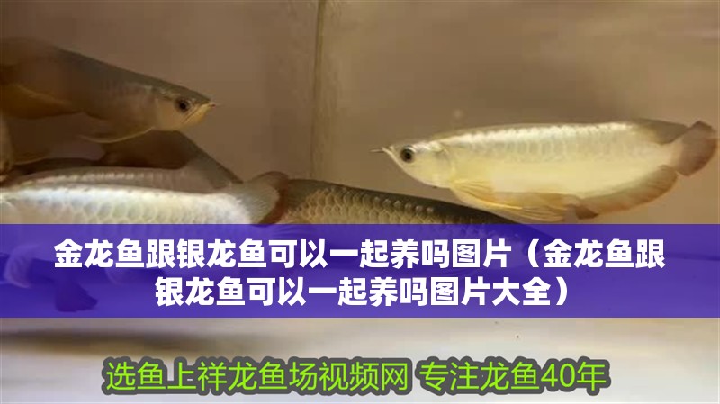 金龍魚跟銀龍魚可以一起養嗎圖片（金龍魚跟銀龍魚可以一起養嗎圖片大全）