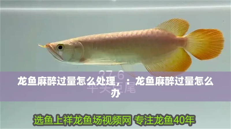龍魚麻醉過量怎么處理，：龍魚麻醉過量怎么辦