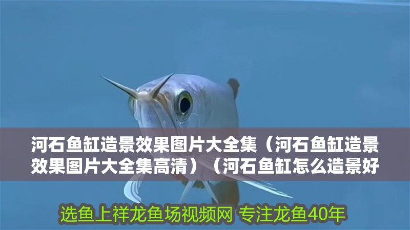 河石魚缸造景效果圖片大全集（河石魚缸造景效果圖片大全集高清）（河石魚缸怎么造景好看）