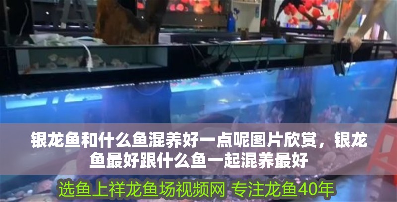 銀龍魚和什么魚混養好一點呢圖片欣賞，銀龍魚最好跟什么魚一起混養最好