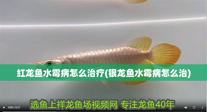 紅龍魚水霉病怎么治療(銀龍魚水霉病怎么治)