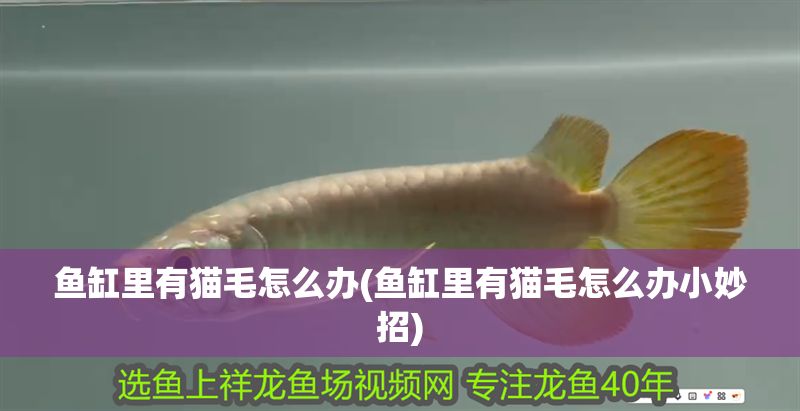 魚缸里有貓毛怎么辦(魚缸里有貓毛怎么辦小妙招)