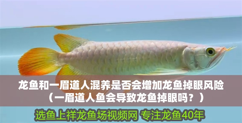 龍魚和一眉道人混養(yǎng)是否會增加龍魚掉眼風(fēng)險（一眉道人魚會導(dǎo)致龍魚掉眼嗎？）