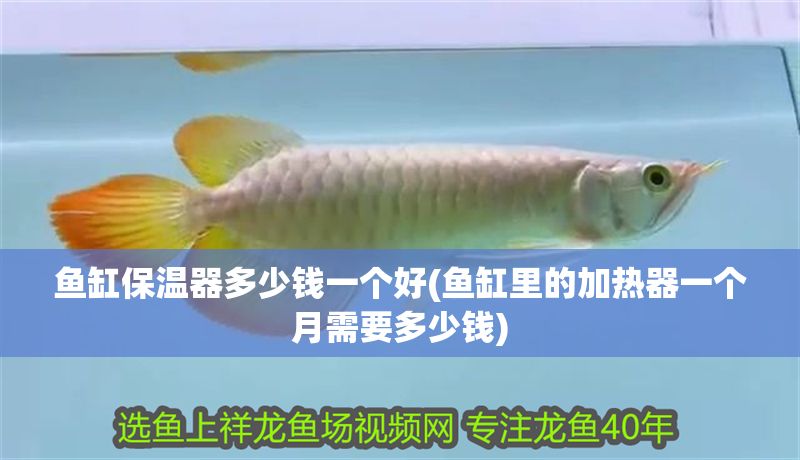 魚缸保溫器多少錢一個好(魚缸里的加熱器一個月需要多少錢)