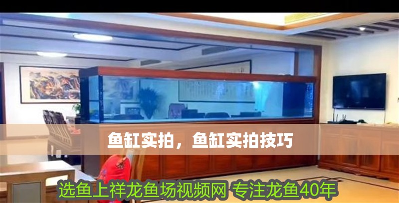 魚缸實拍，魚缸實拍技巧