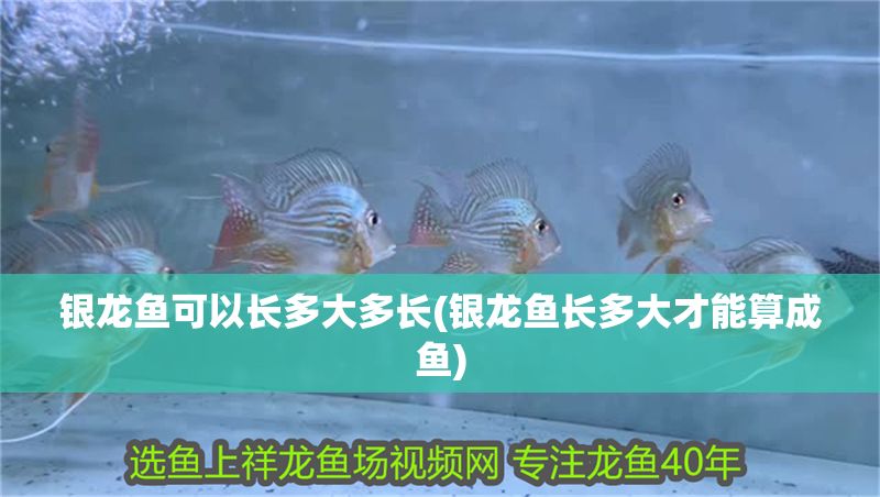 銀龍魚可以長多大多長(銀龍魚長多大才能算成魚)