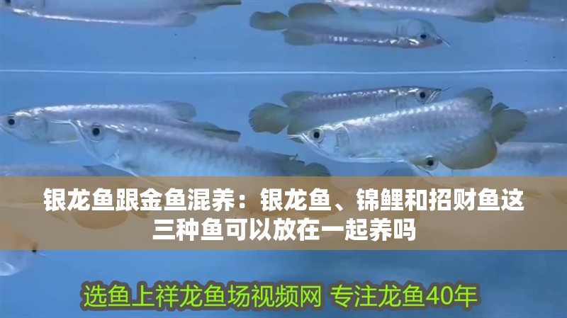 銀龍魚跟金魚混養(yǎng)：銀龍魚、錦鯉和招財魚這三種魚可以放在一起養(yǎng)嗎