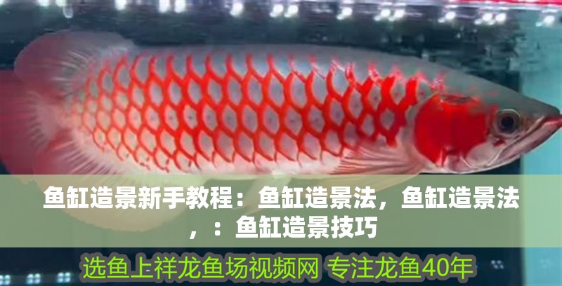 魚缸造景新手教程：魚缸造景法，魚缸造景法，：魚缸造景技巧