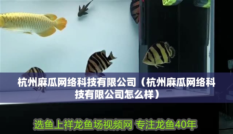 杭州麻瓜網絡科技有限公司（杭州麻瓜網絡科技有限公司怎么樣）