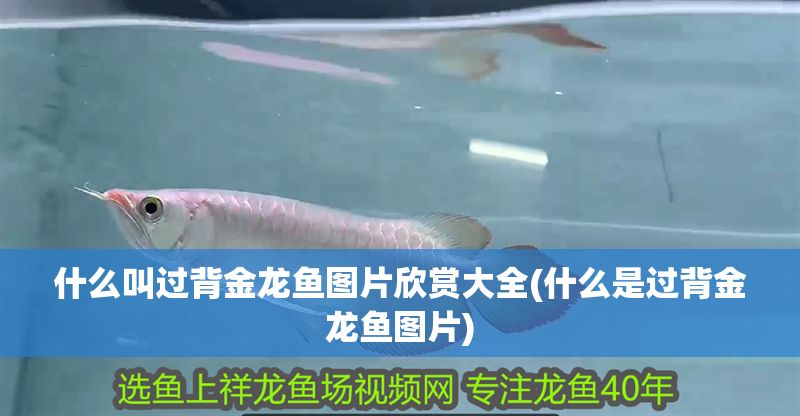 什么叫過(guò)背金龍魚圖片欣賞大全(什么是過(guò)背金龍魚圖片) 金龍魚百科 第1張 什么叫過(guò)背金龍魚圖片欣賞大全(什么是過(guò)背金龍魚圖片) 什么叫過(guò)背金龍魚圖片欣賞大全(什么是過(guò)背金龍魚圖片) 金龍魚百科 第1張