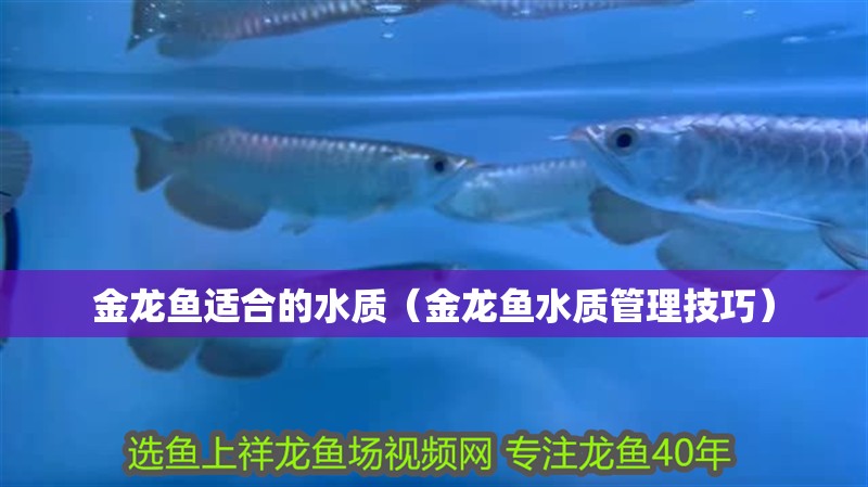 金龍魚適合的水質（金龍魚水質管理技巧）