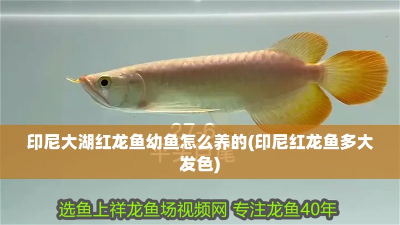 印尼大湖紅龍魚(yú)幼魚(yú)怎么養(yǎng)的(印尼紅龍魚(yú)多大發(fā)色)