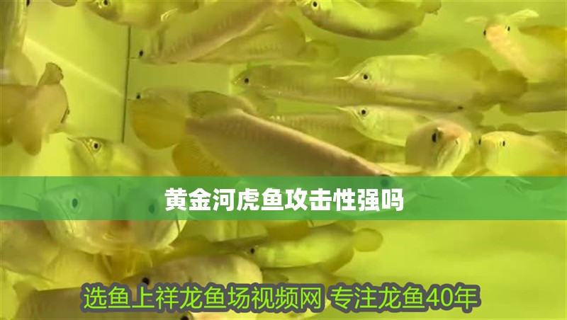 黃金河虎魚攻擊性強嗎