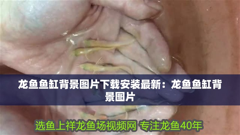 龍魚魚缸背景圖片下載安裝最新：龍魚魚缸背景圖片