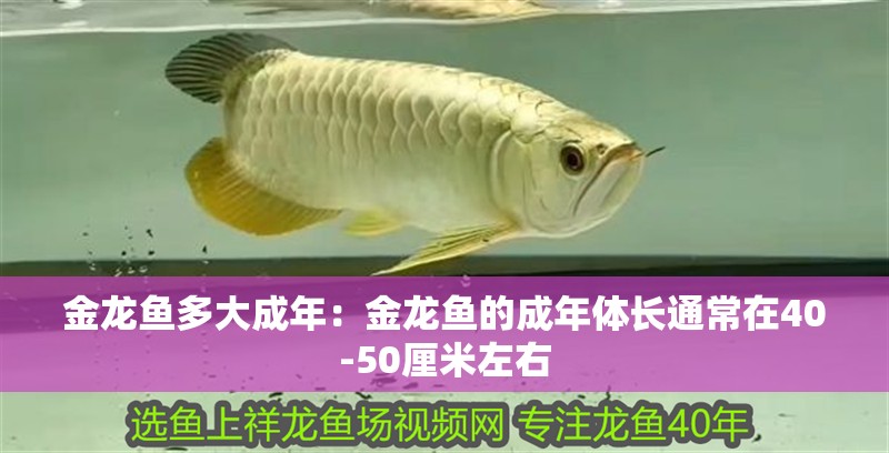 金龍魚多大成年：金龍魚的成年體長通常在40-50厘米左右