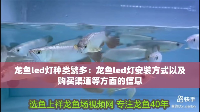 龍魚led燈種類繁多：龍魚led燈安裝方式以及購買渠道等方面的信息 龍魚led燈種類繁多：龍魚led燈安裝方式以及購買渠道等方面的信息 龍魚百科