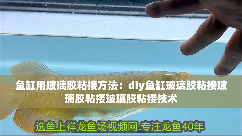 魚缸用玻璃膠粘接方法：diy魚缸玻璃膠粘接玻璃膠粘接玻璃膠粘接技術(shù)