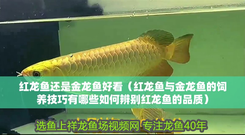 紅龍魚還是金龍魚好看（紅龍魚與金龍魚的飼養技巧有哪些如何辨別紅龍魚的品質）
