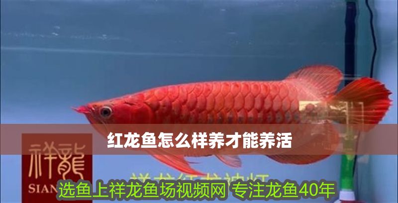 紅龍魚怎么樣養才能養活