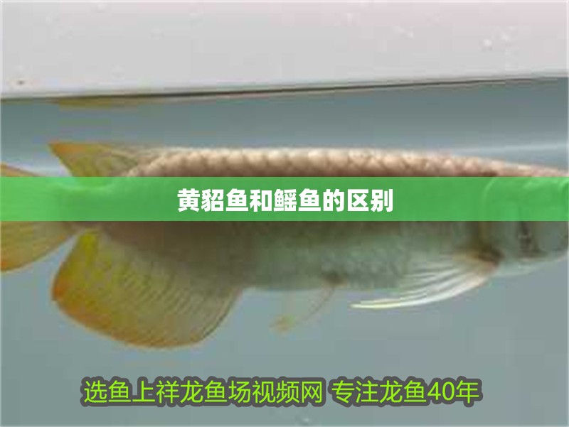 黃貂魚和鰩魚的區別