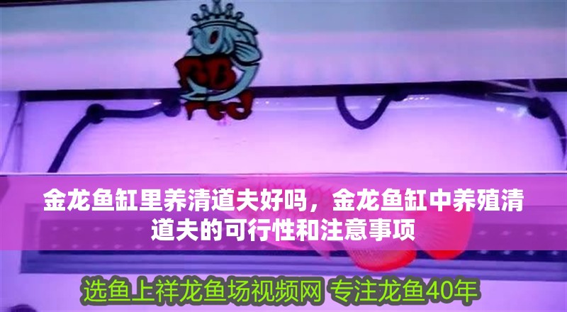 金龍魚缸里養(yǎng)清道夫好嗎，金龍魚缸中養(yǎng)殖清道夫的可行性和注意事項(xiàng)