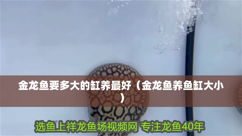 金龍魚要多大的缸養最好（金龍魚養魚缸大小）