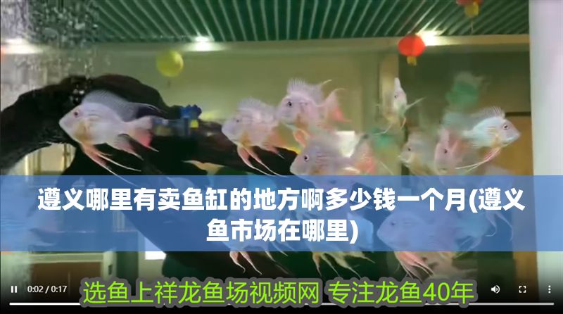 遵義哪里有賣魚缸的地方啊多少錢一個月(遵義魚市場在哪里)