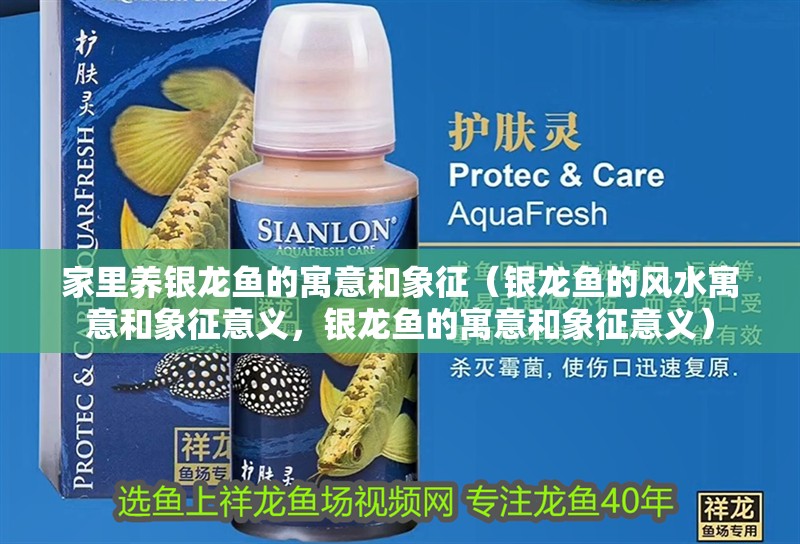 家里養銀龍魚的寓意和象征（銀龍魚的風水寓意和象征意義，銀龍魚的寓意和象征意義）