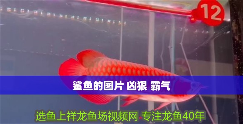 鯊魚的圖片 兇狠 霸氣 鯊魚的圖片 兇狠 霸氣 龍魚論壇