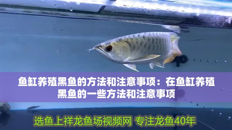 魚缸養(yǎng)殖黑魚的方法和注意事項(xiàng)：在魚缸養(yǎng)殖黑魚的一些方法和注意事項(xiàng)