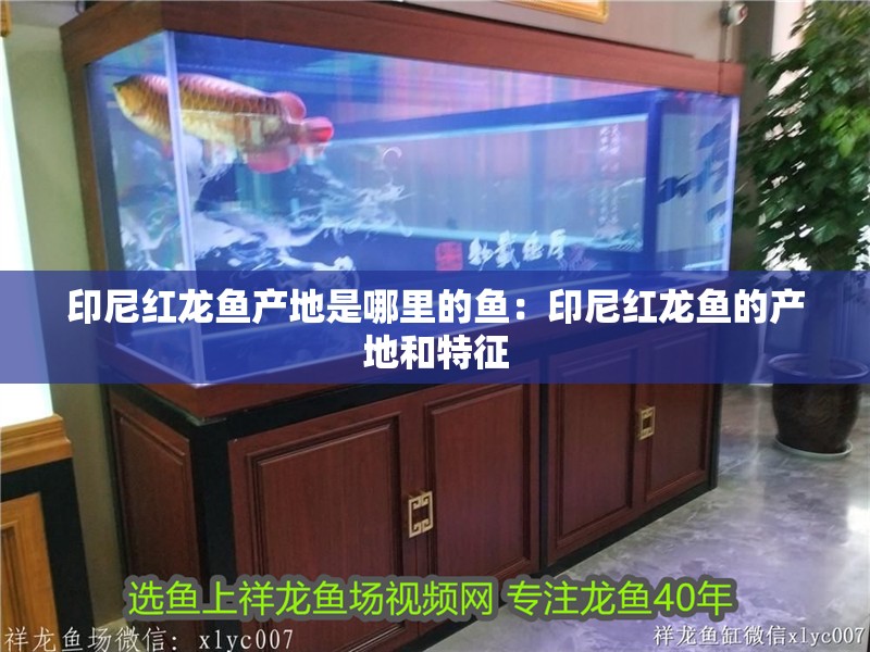 印尼紅龍魚產(chǎn)地是哪里的魚：印尼紅龍魚的產(chǎn)地和特征