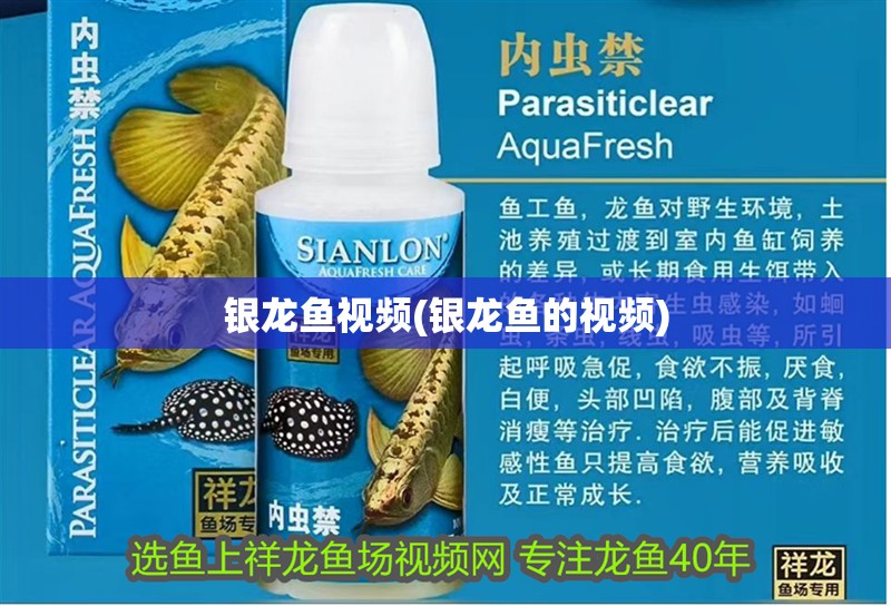 銀龍魚視頻(銀龍魚的視頻)