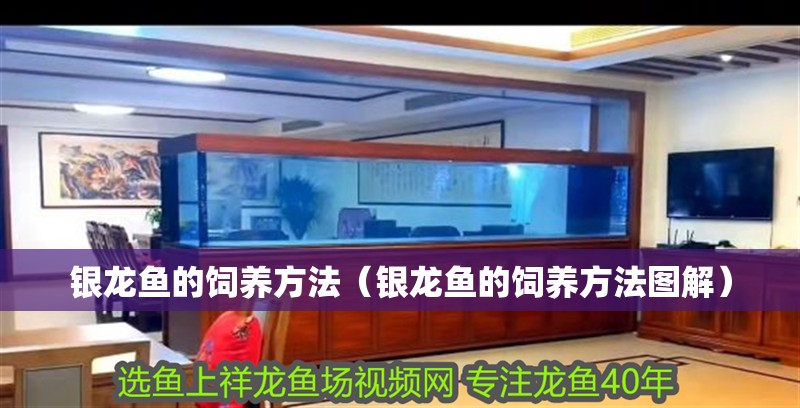 銀龍魚的飼養方法（銀龍魚的飼養方法圖解）