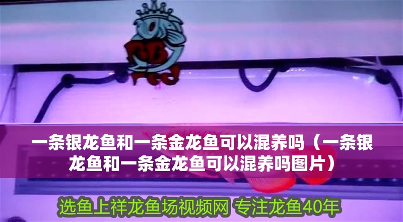 一條銀龍魚和一條金龍魚可以混養嗎（一條銀龍魚和一條金龍魚可以混養嗎圖片）