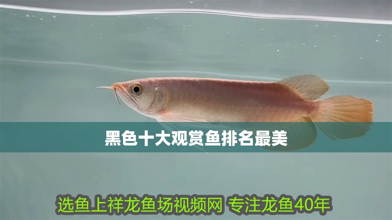 黑色十大觀賞魚排名最美 黑色十大觀賞魚排名最美 龍魚論壇