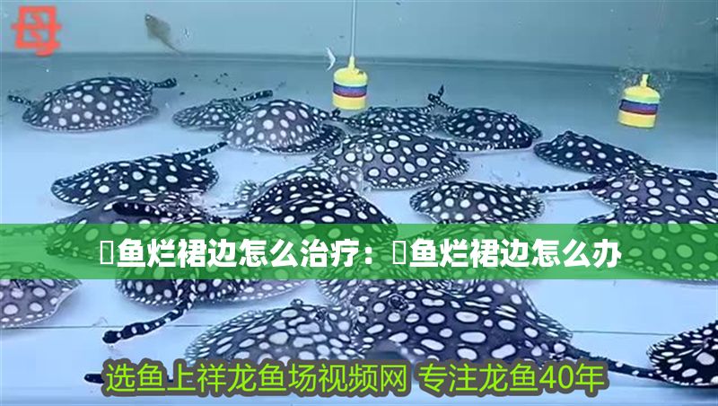 魟魚爛裙邊怎么治療：魟魚爛裙邊怎么辦