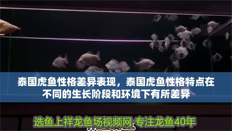 泰國虎魚性格差異表現，泰國虎魚性格特點在不同的生長階段和環境下有所差異