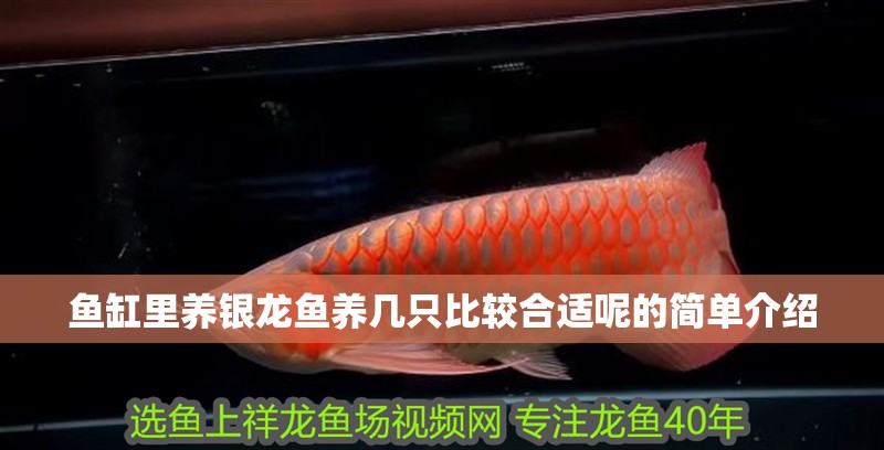 魚缸里養銀龍魚養幾只比較合適呢的簡單介紹