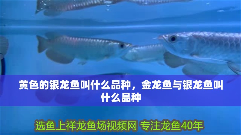 黃色的銀龍魚叫什么品種，金龍魚與銀龍魚叫什么品種