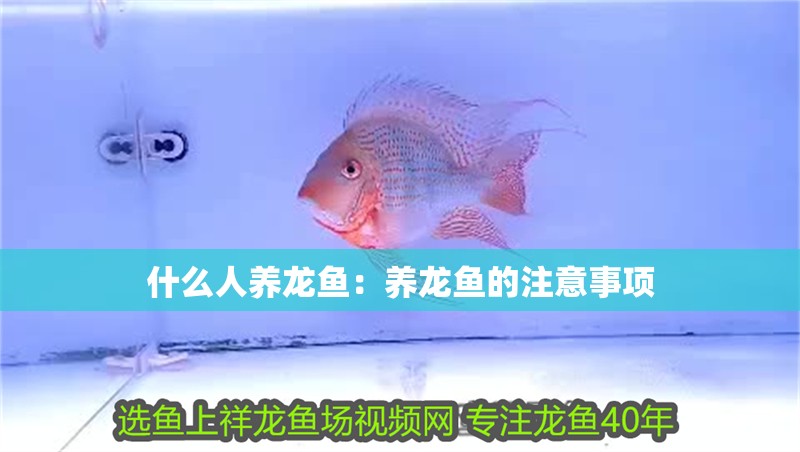 什么人養龍魚：養龍魚的注意事項