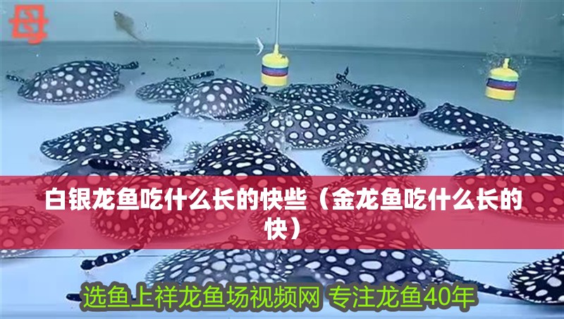 白銀龍魚吃什么長的快些（金龍魚吃什么長的快）