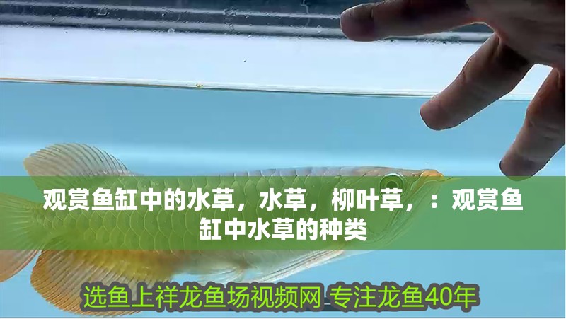 觀賞魚缸中的水草，水草，柳葉草，：觀賞魚缸中水草的種類